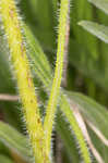 Wavyleaf purple coneflower